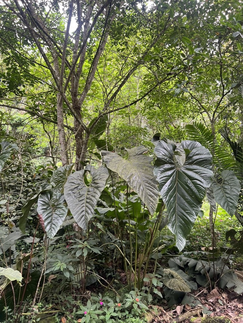 Anthurium decipiens photo 2