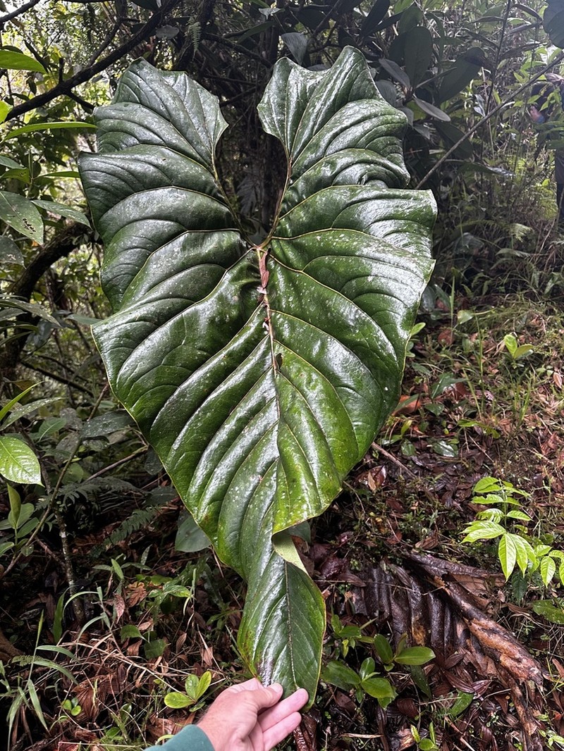 Anthurium decipiens photo 3