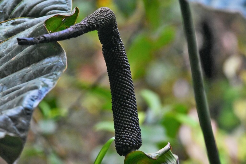 Anthurium decipiens photo 4