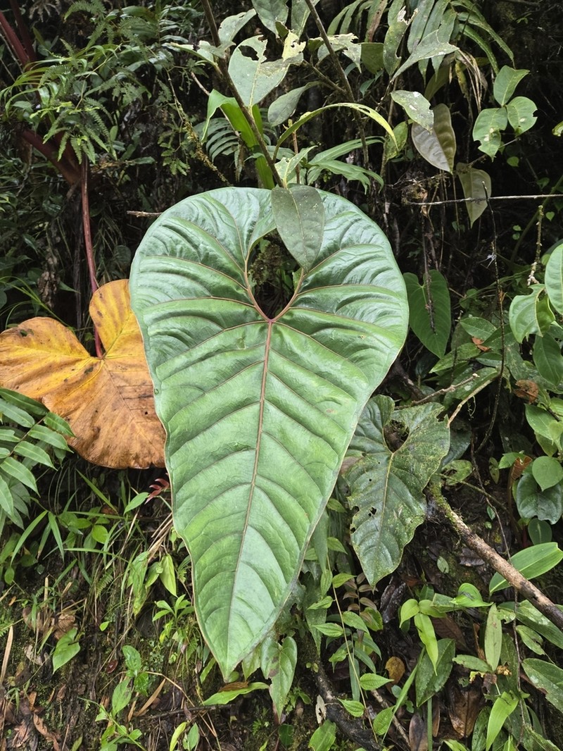 Anthurium decipiens photo 5
