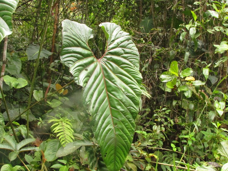 Anthurium decipiens photo 6