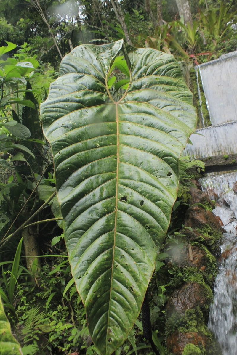 Anthurium decipiens photo 7