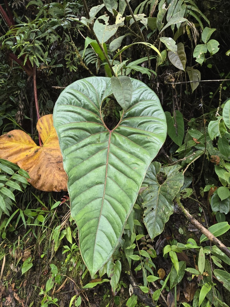 Anthurium decipiens photo 8