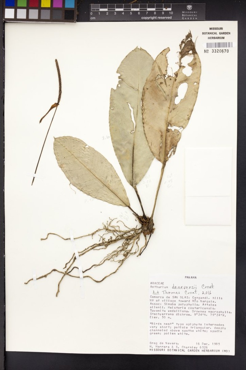 Anthurium deneversii