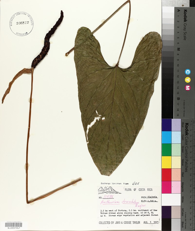 Anthurium denudatum