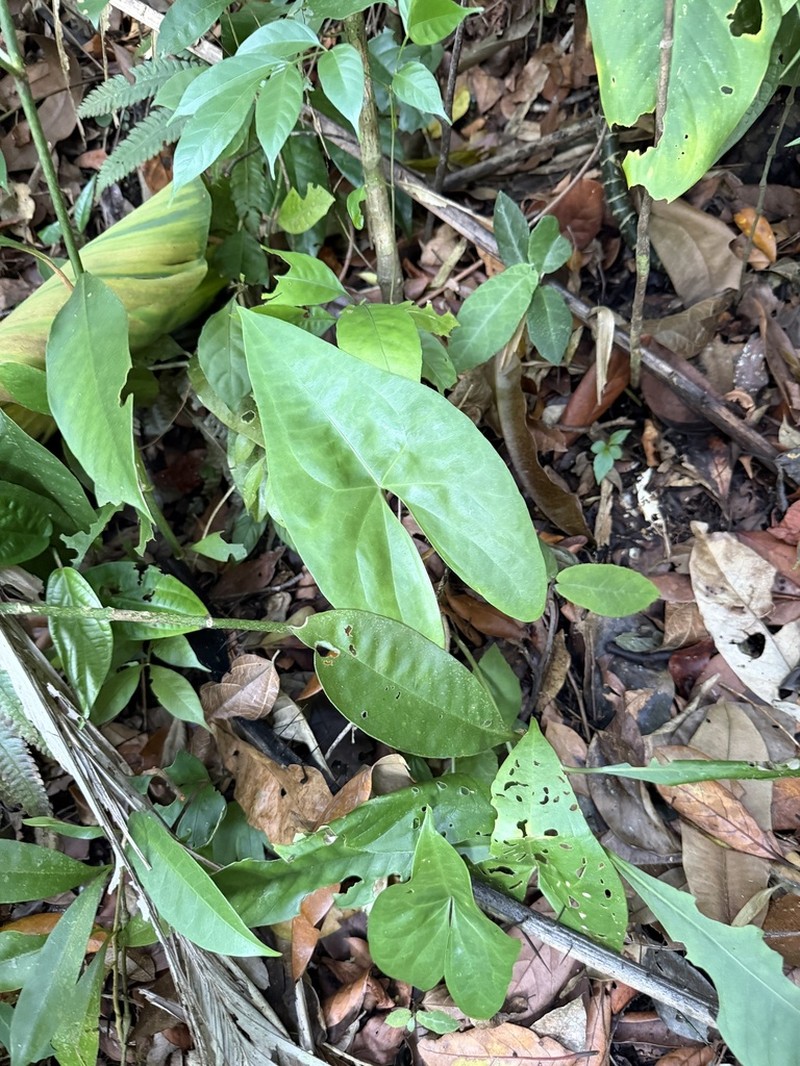 Anthurium diabloense photo 2