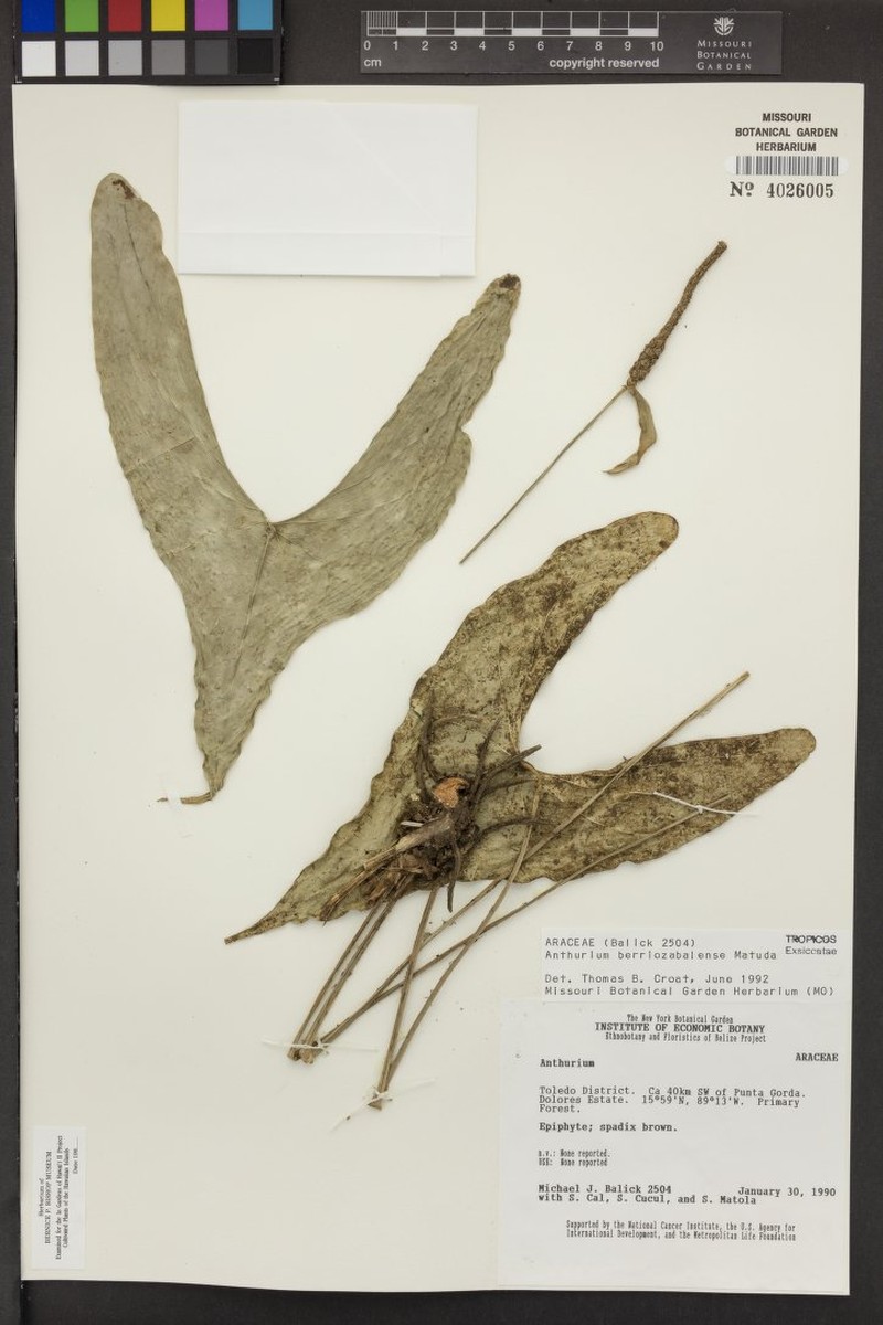 Anthurium diabloense photo 3