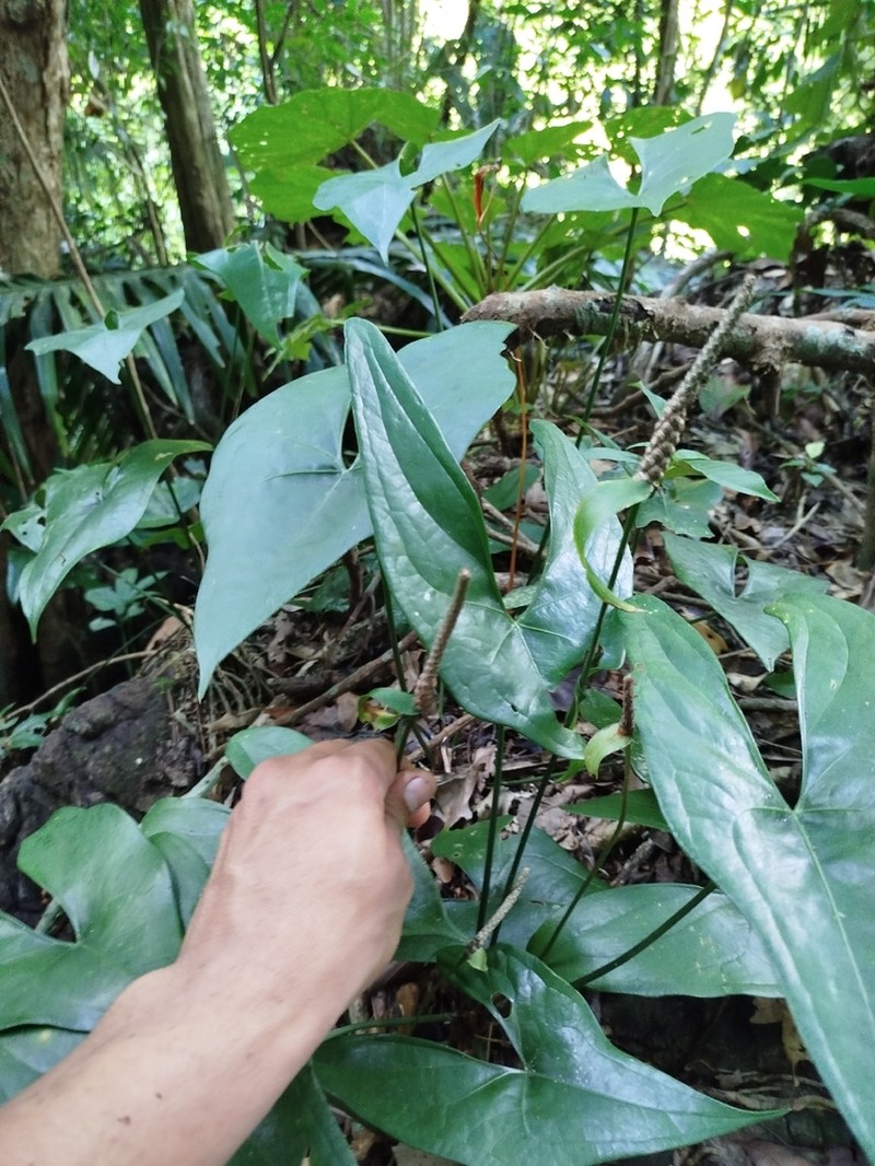 Anthurium diabloense
