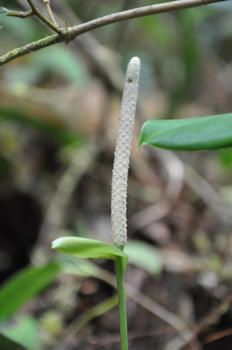 Anthurium dichrophyllum