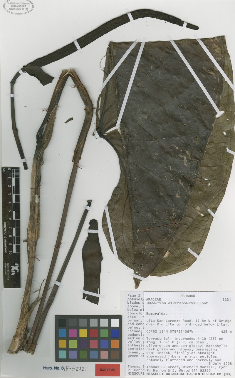 Anthurium diversicaudex