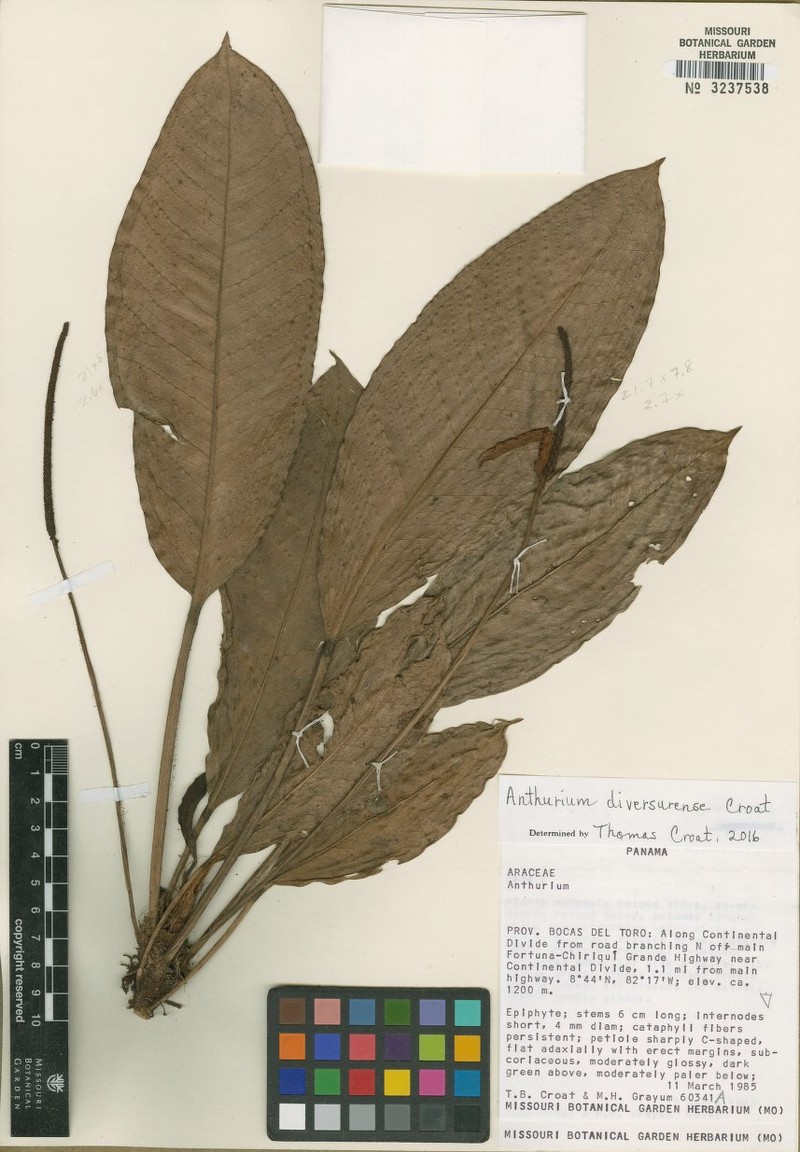Anthurium diversurense