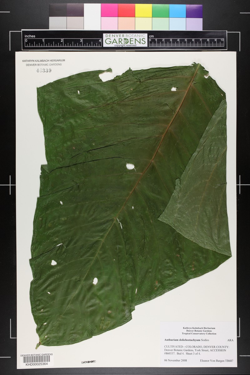Anthurium dolichostachyum photo 2