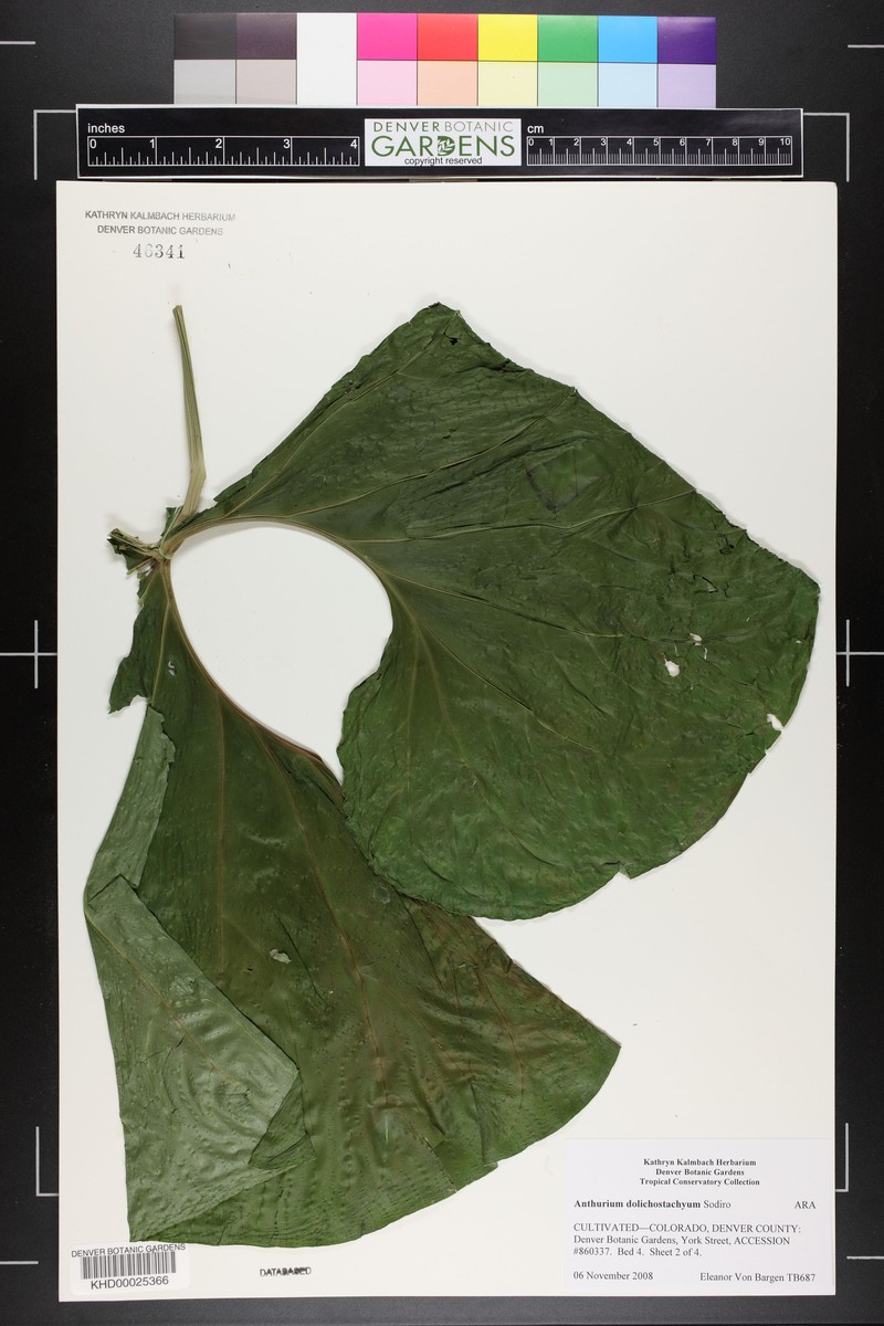 Anthurium dolichostachyum photo 3