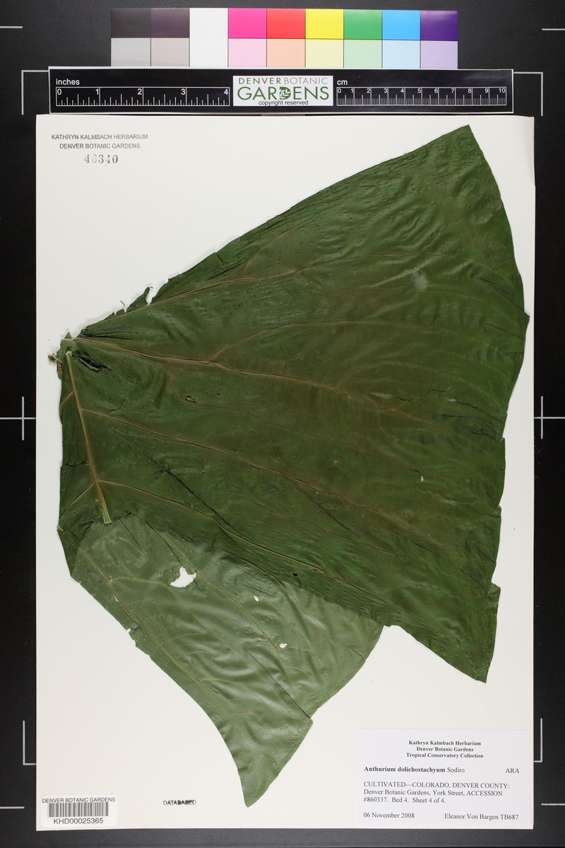 Anthurium dolichostachyum photo 4