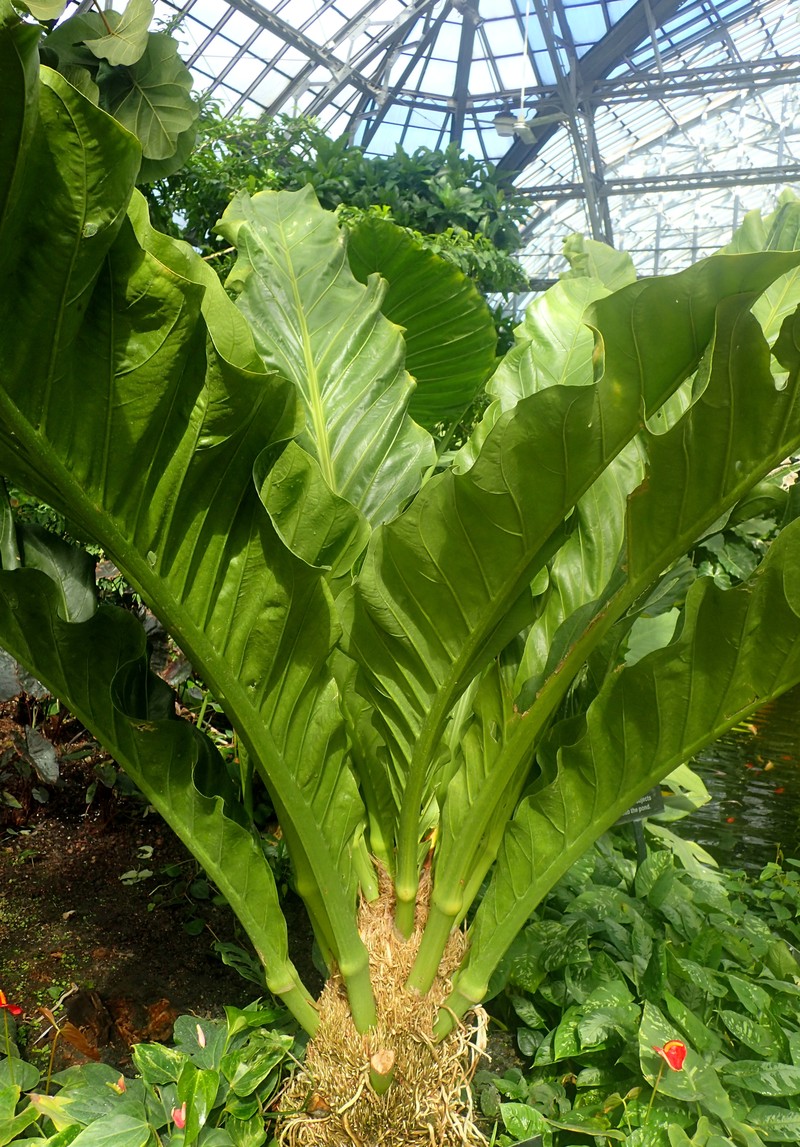 Anthurium dombeyanum