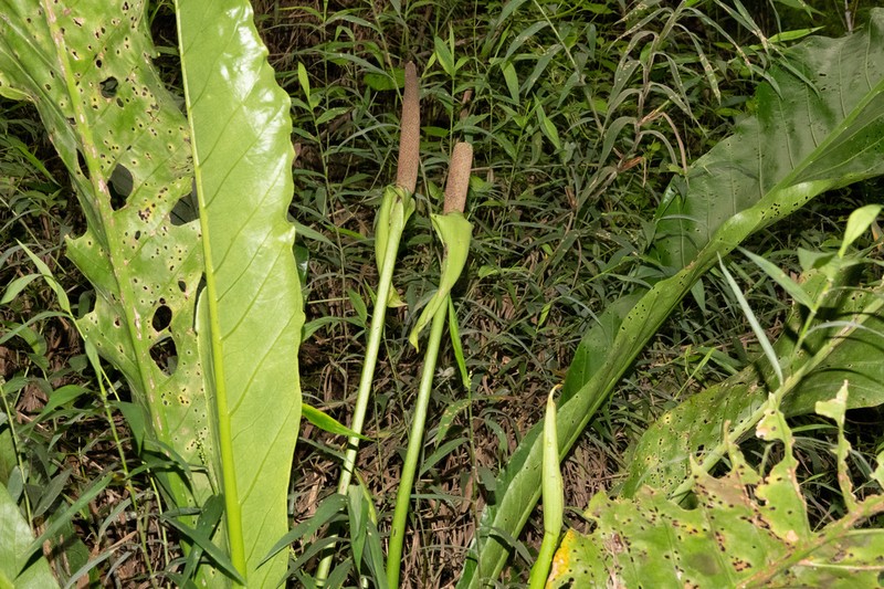 Anthurium dombeyanum photo 2