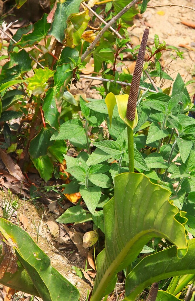 Anthurium dombeyanum photo 3