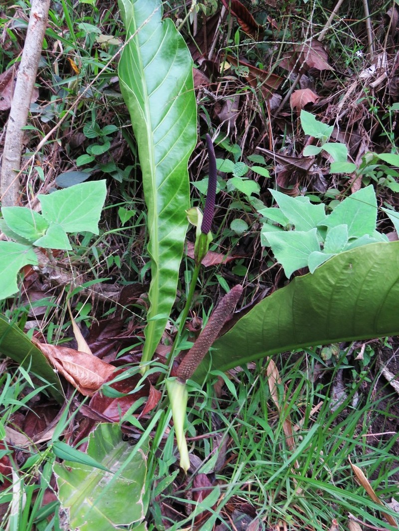 Anthurium dombeyanum photo 4