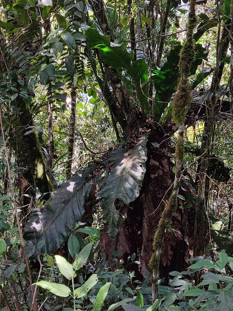 Anthurium dombeyanum photo 5