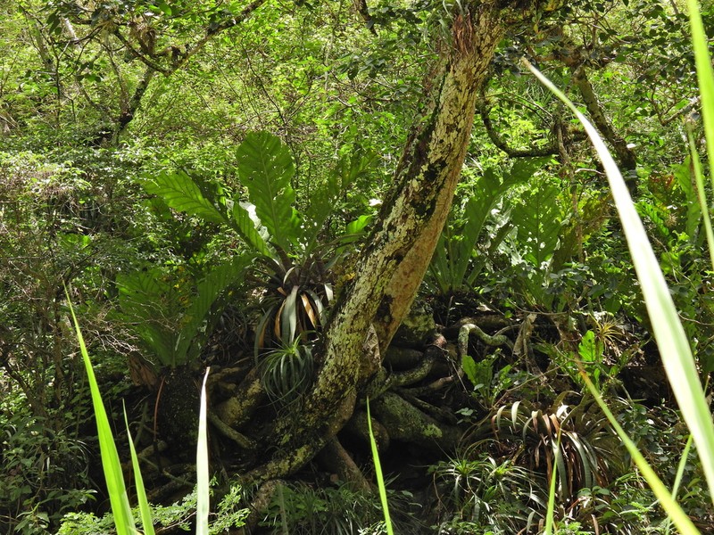Anthurium dombeyanum photo 6