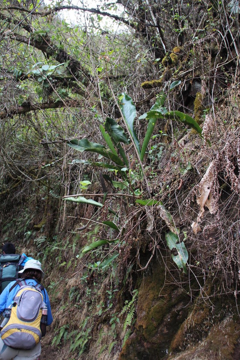 Anthurium dombeyanum photo 7