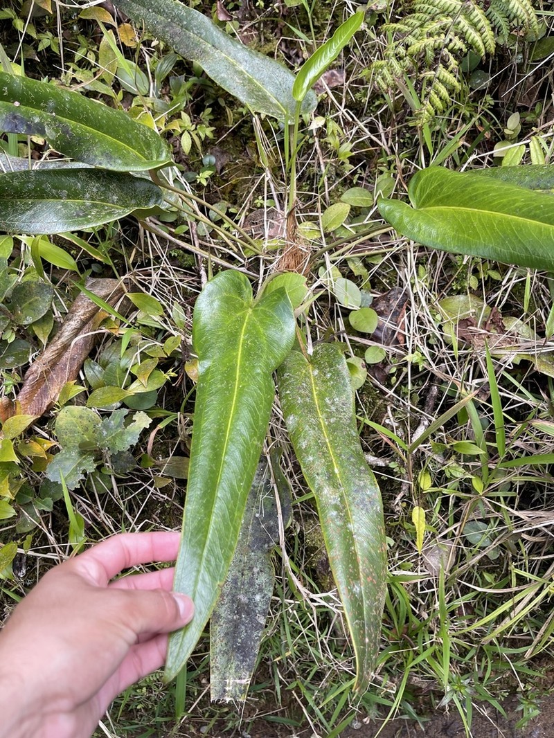 Lengua De Vaca