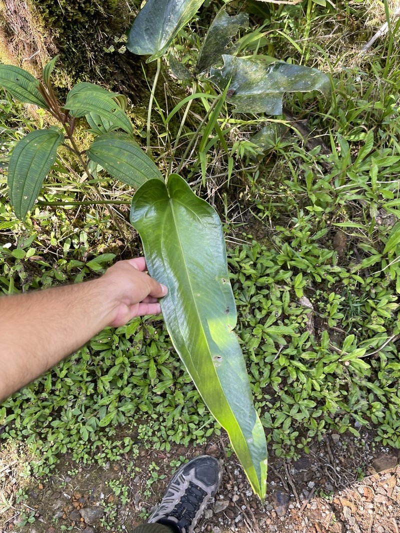 Lengua De Vaca photo 2