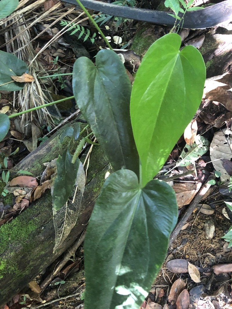 Lengua De Vaca photo 3