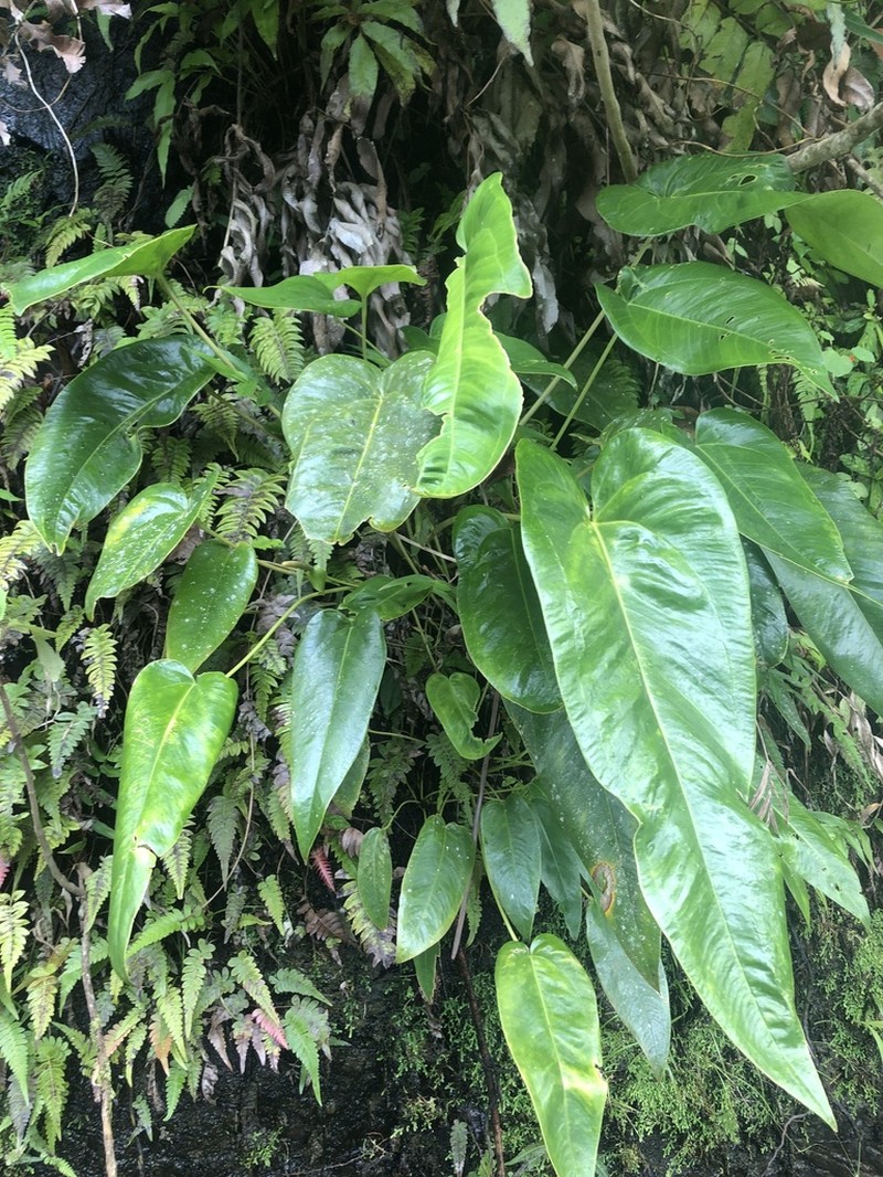 Lengua De Vaca photo 7