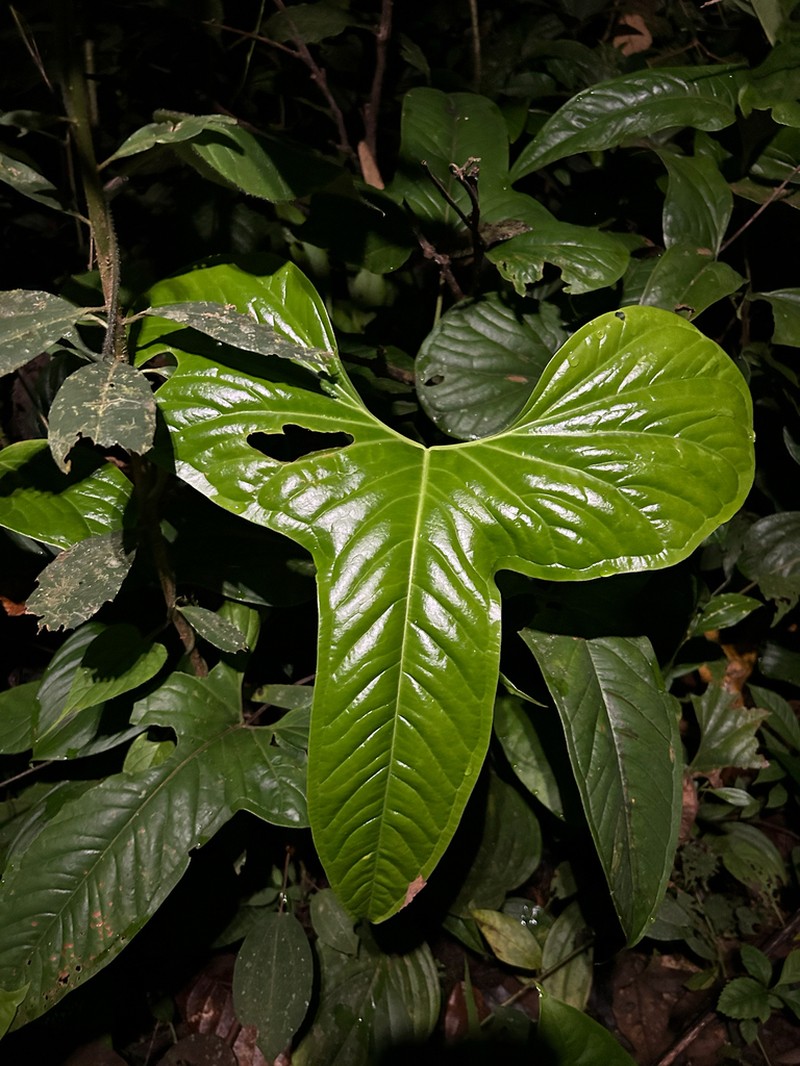 Anthurium draconopterum