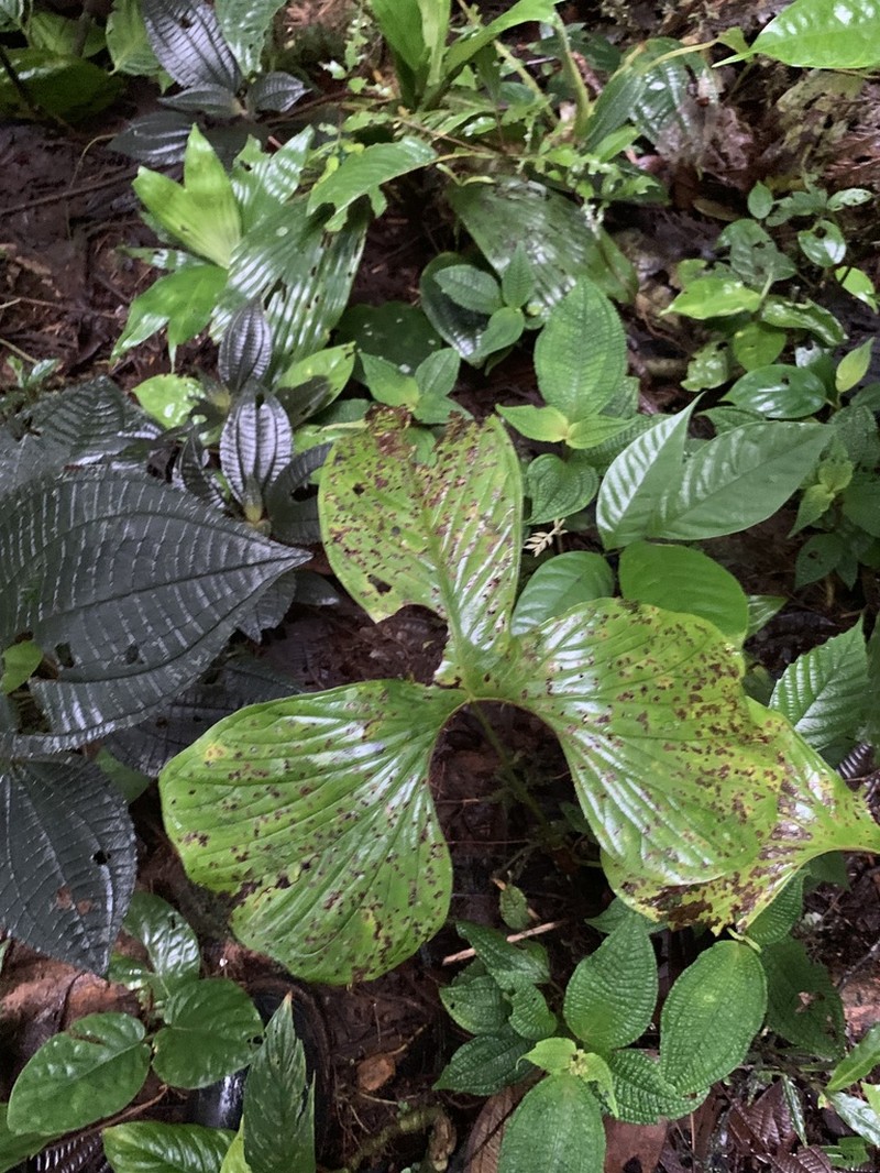 Anthurium draconopterum photo 2
