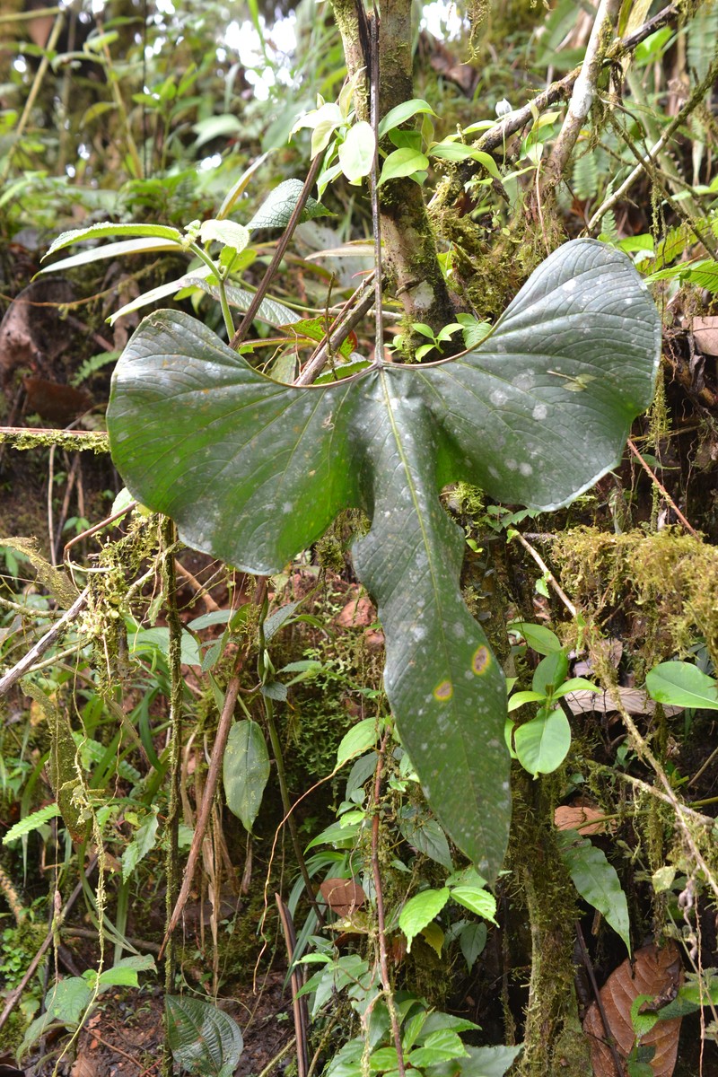 Anthurium draconopterum photo 3