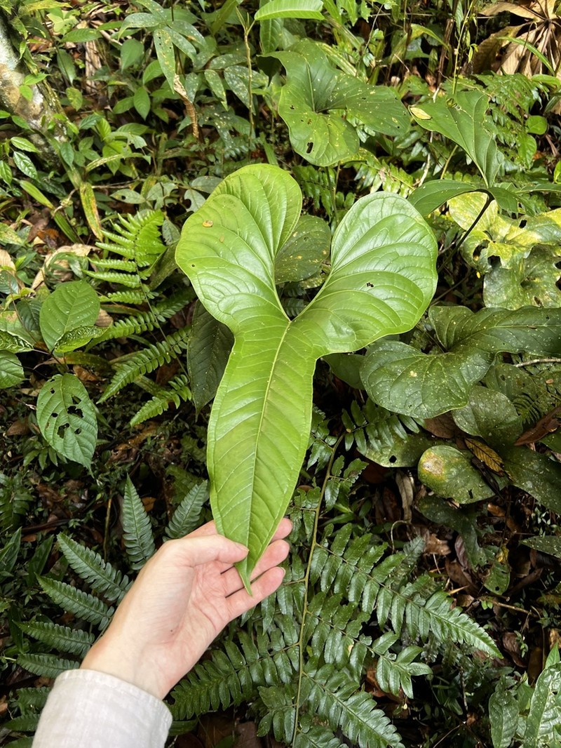 Anthurium draconopterum photo 5