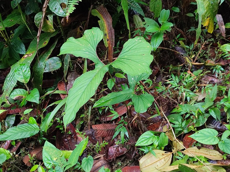 Anthurium draconopterum photo 6