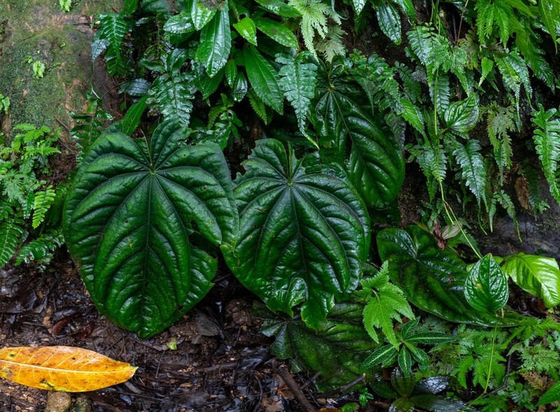Anthurium dressleri