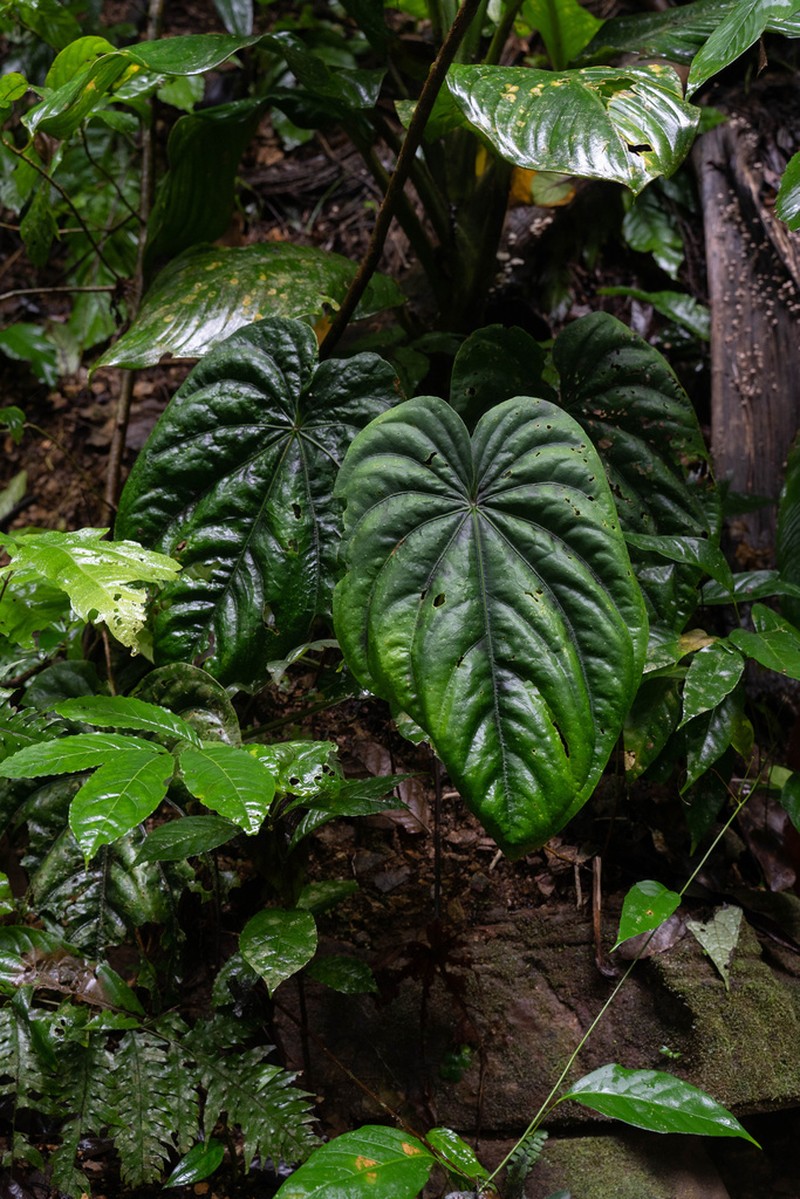 Anthurium dressleri photo 2