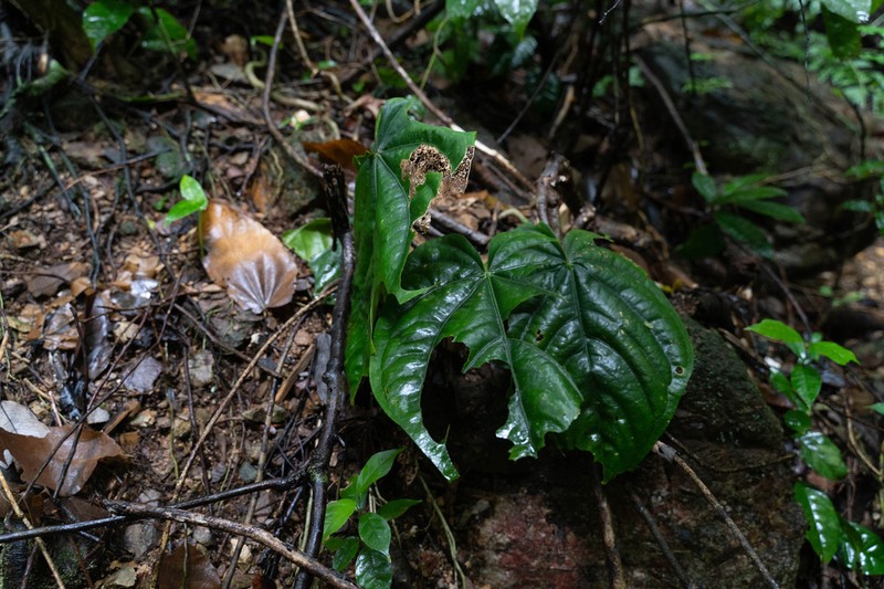 Anthurium dressleri photo 3