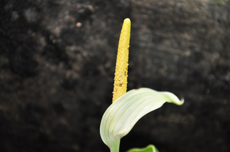 Anthurium dressleri photo 4
