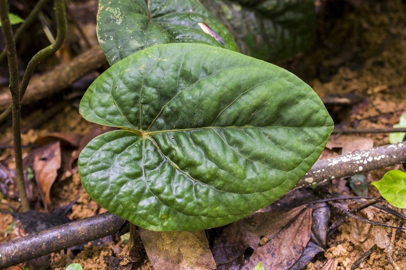 Anthurium dressleri photo 5