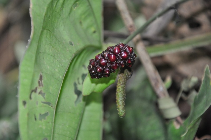 Anthurium dressleri photo 6