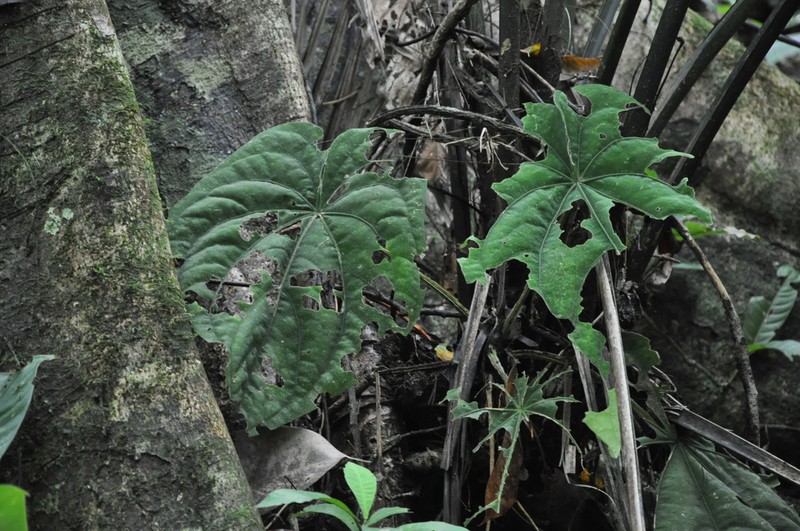 Anthurium dressleri photo 7