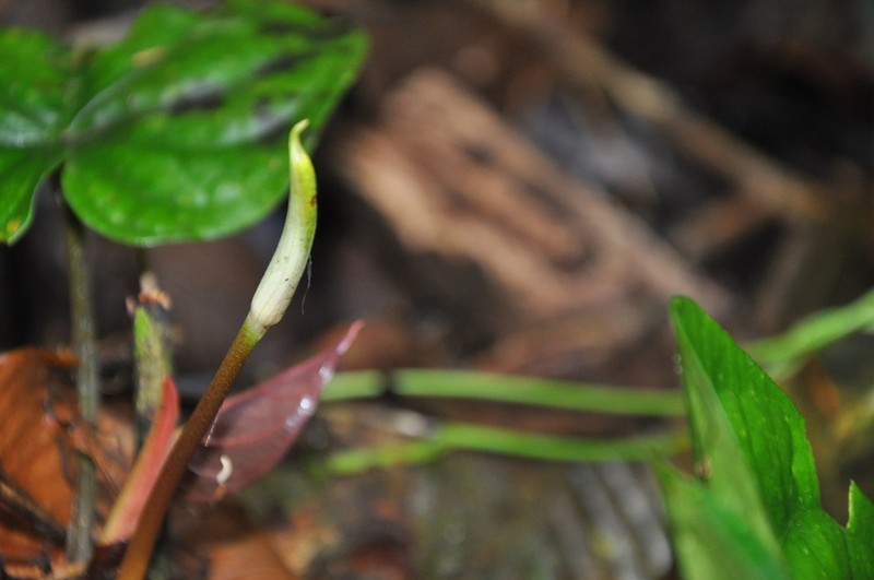 Anthurium dressleri photo 8