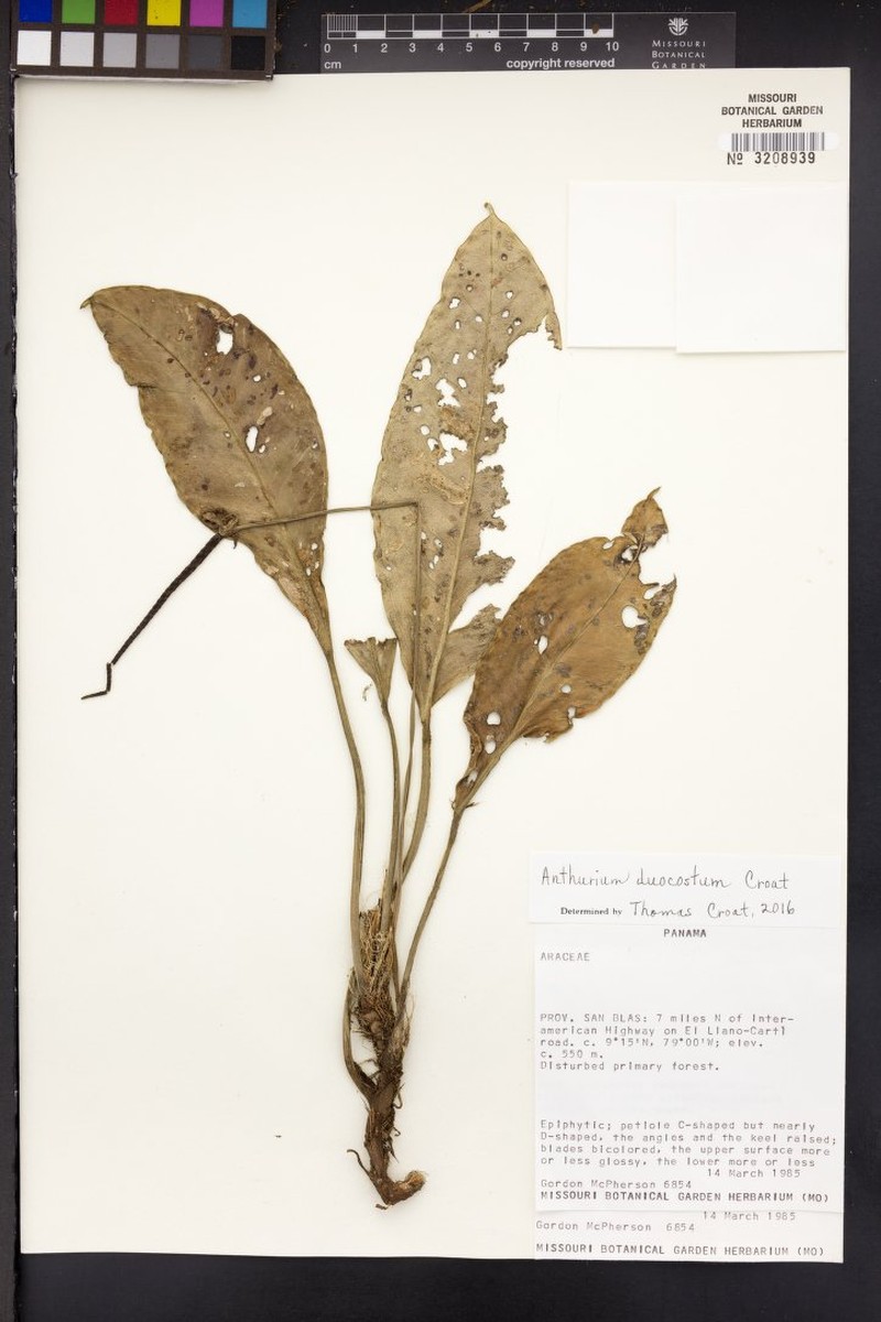 Anthurium duocostatum