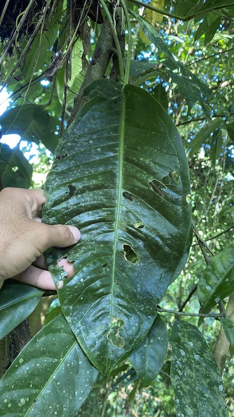 Anthurium durandii