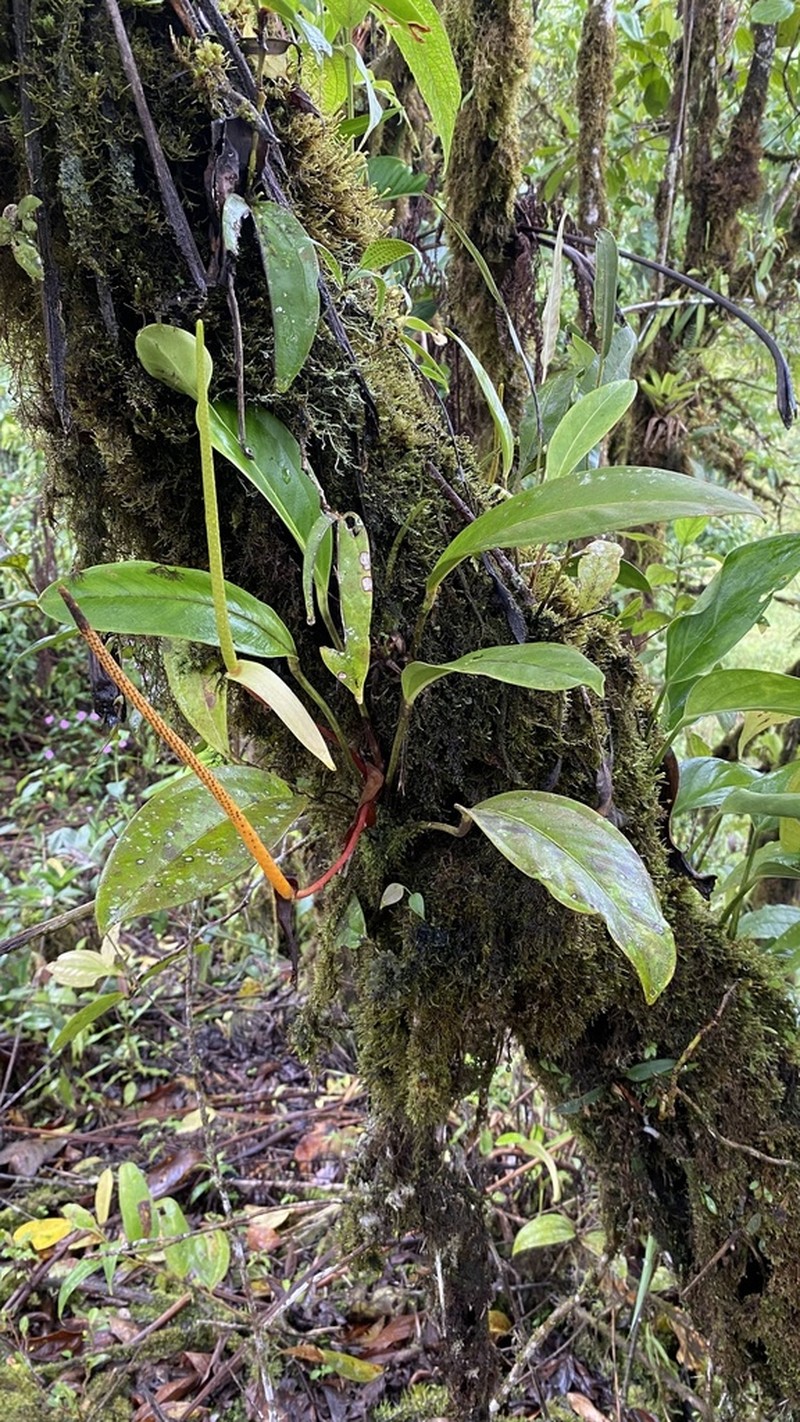 Anthurium durandii photo 2
