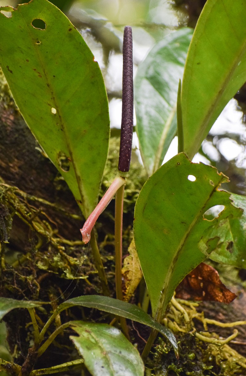 Anthurium durandii photo 3
