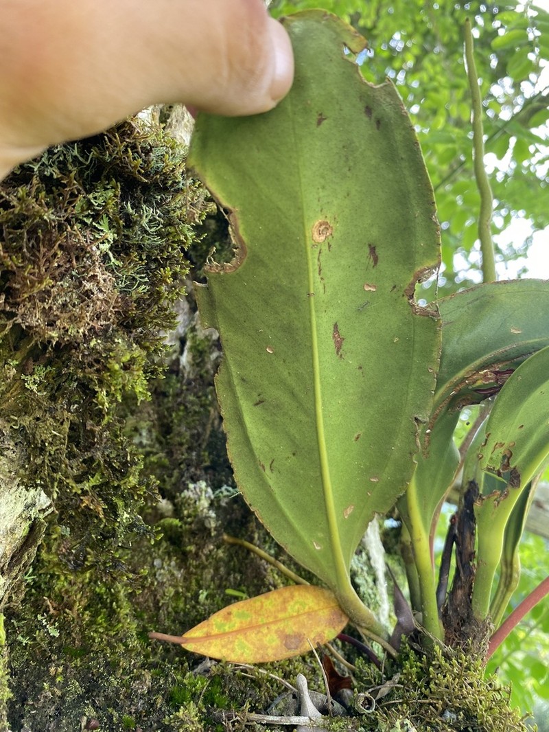 Anthurium durandii photo 4