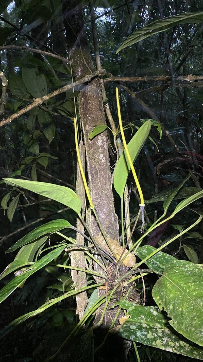 Anthurium durandii photo 5