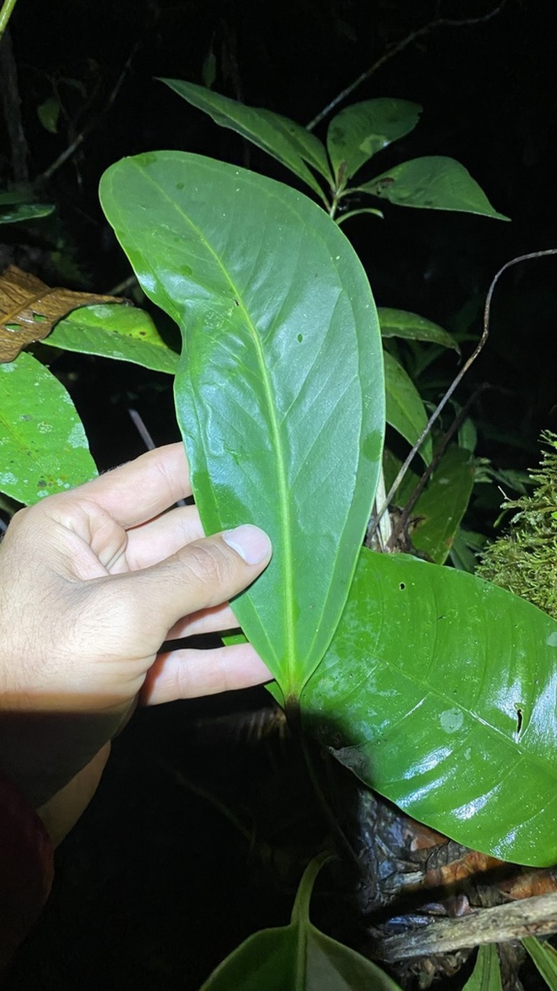 Anthurium durandii photo 6