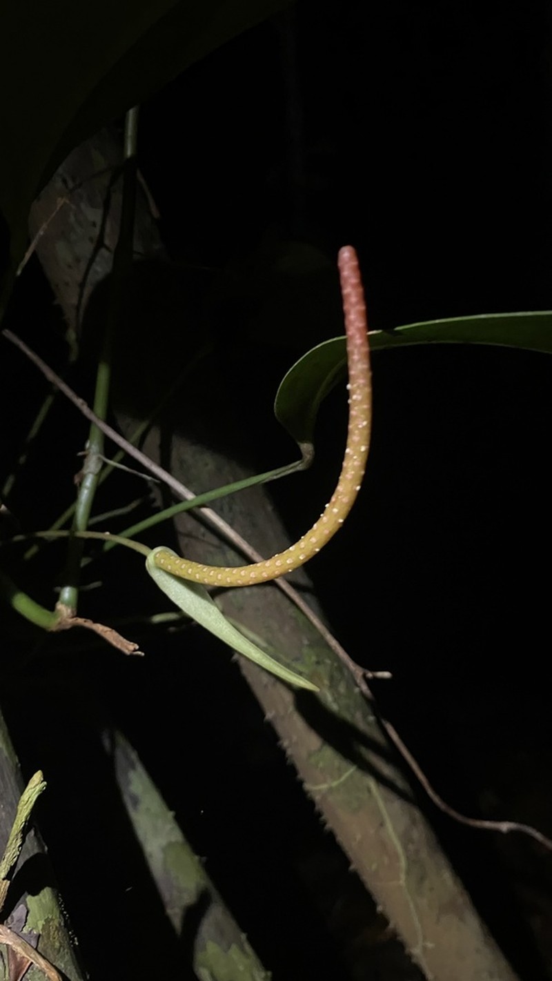 Anthurium durandii photo 7